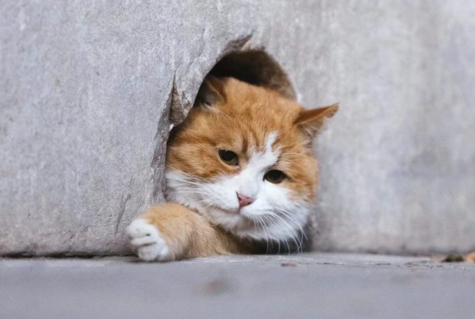 帕帕网红猫写真_很伤心的橘猫网红猫_帕喵是什么动物