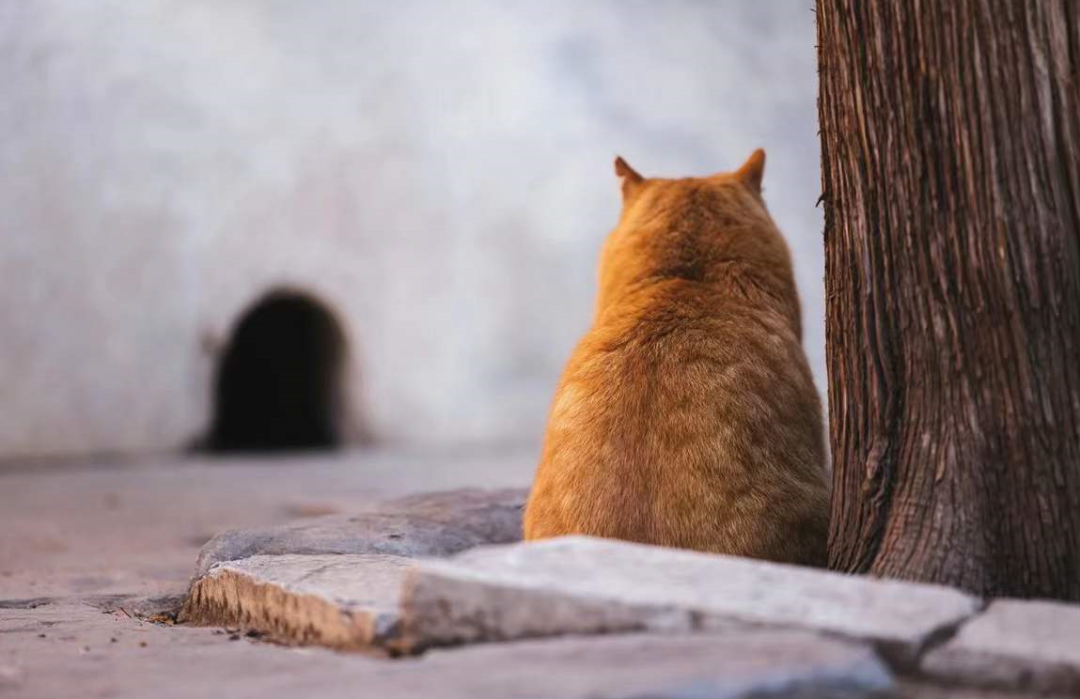 帕喵是什么动物_很伤心的橘猫网红猫_帕帕网红猫写真