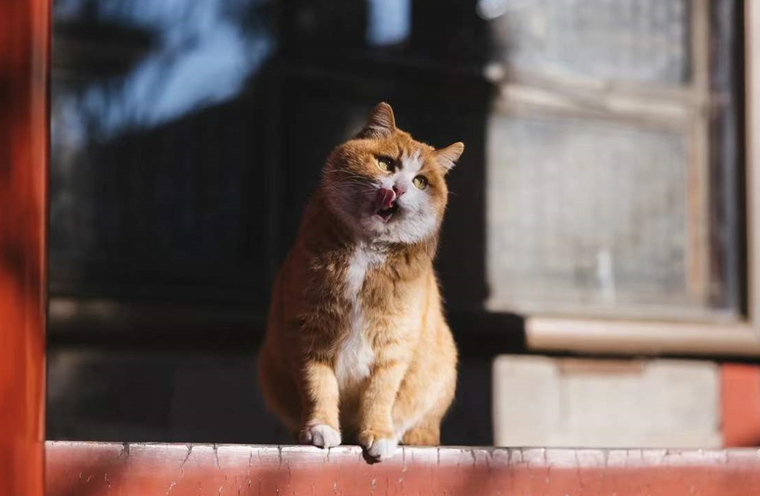 很伤心的橘猫网红猫_帕帕网红猫写真_帕喵是什么动物