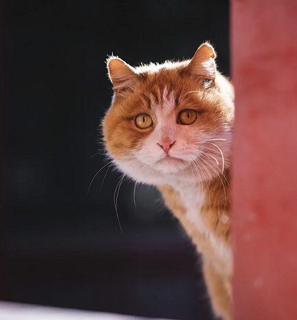 很伤心的橘猫网红猫_帕喵是什么动物_帕帕网红猫写真