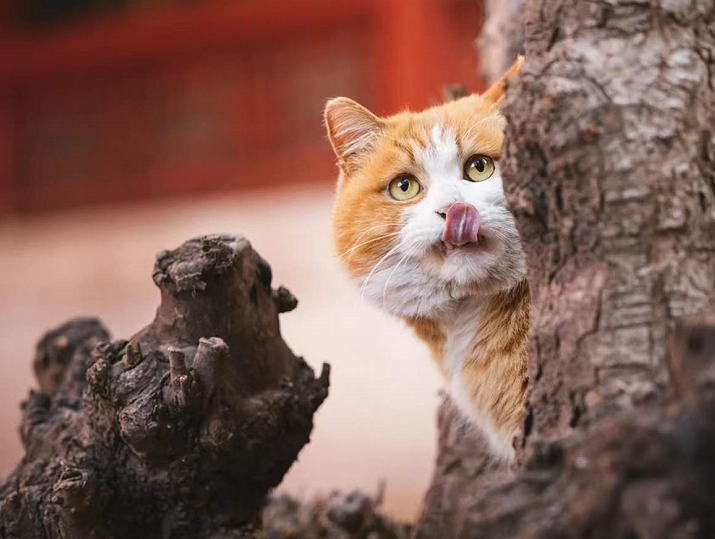 帕喵是什么动物_帕帕网红猫写真_很伤心的橘猫网红猫