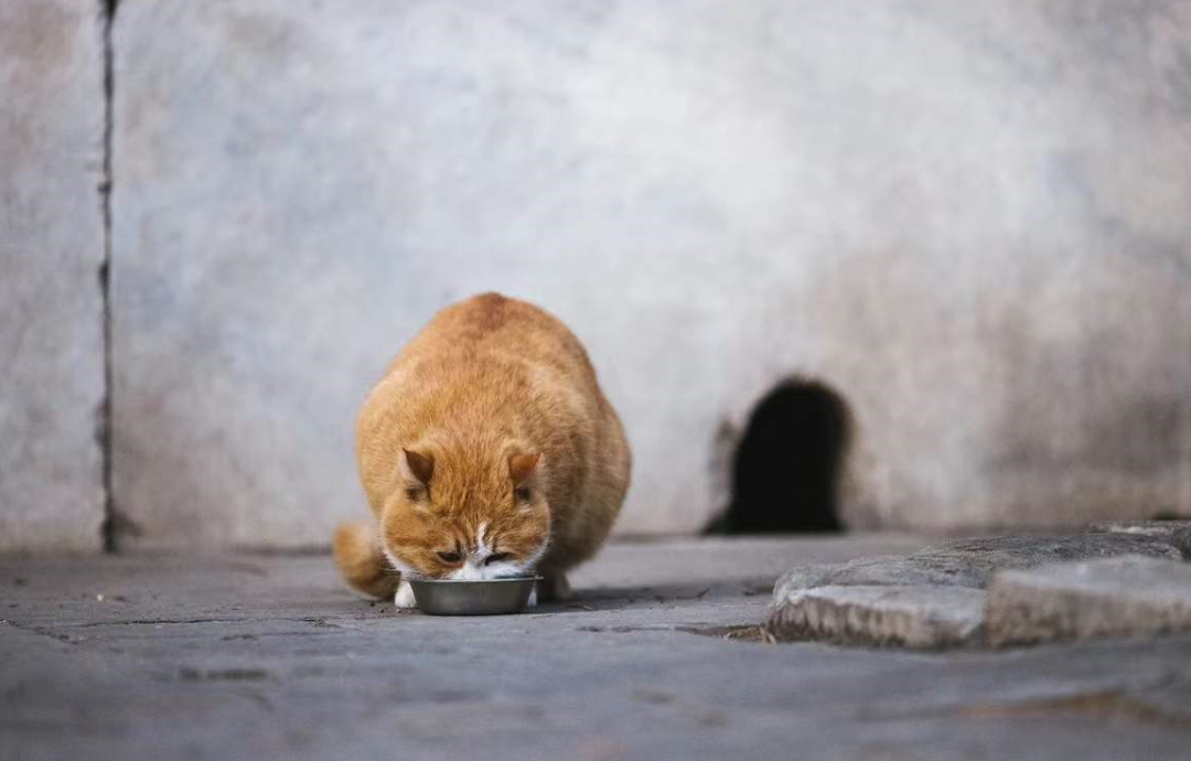 帕喵是什么动物_很伤心的橘猫网红猫_帕帕网红猫写真