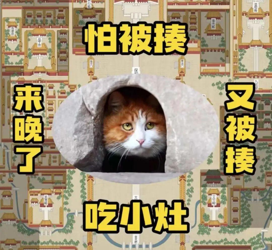 帕帕网红猫写真_帕喵是什么动物_很伤心的橘猫网红猫