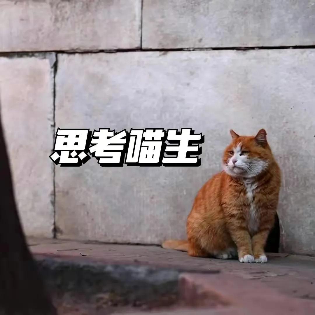 帕帕网红猫写真_网红柚木最新大尺度写真第四季_mao帕