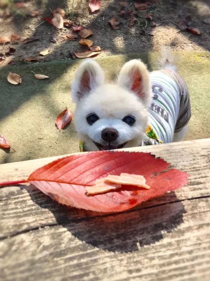 网红妮妮酱写真_网红李倩倩牛仔裤写真_日本 狗狗写真 网红