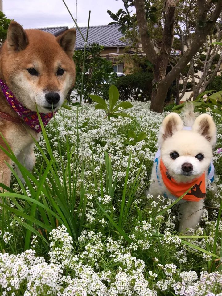 日本 狗狗写真 网红_网红妮妮酱写真_网红李倩倩牛仔裤写真